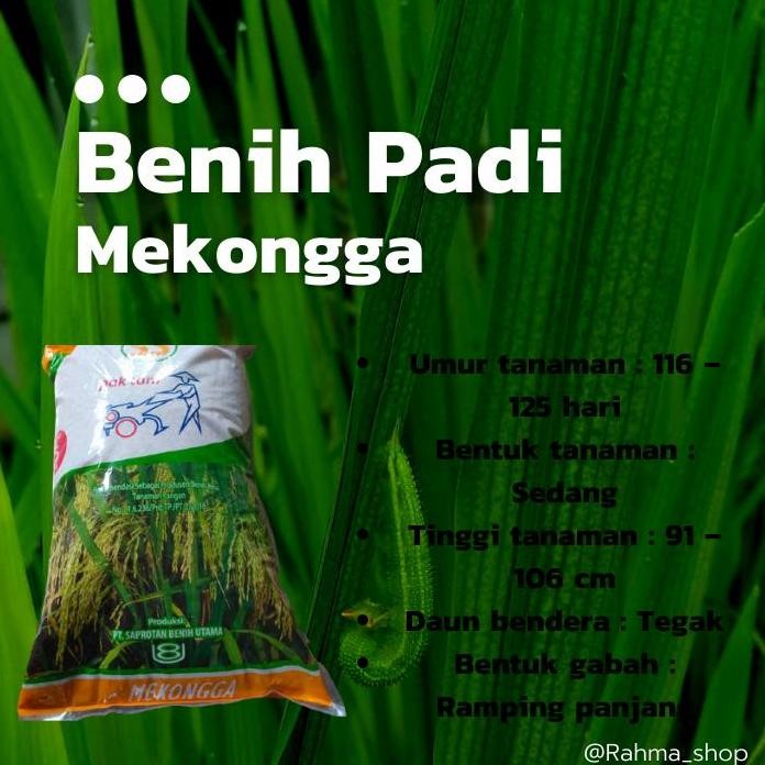 

Terlaris Benih Padi Mekongga 5Kg Unggul Bersertifikat