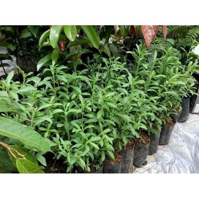 

Terlaris Bibit Tanaman Stevia/Daun Pengganti Gula/Daun Manis (Obat Herbal)