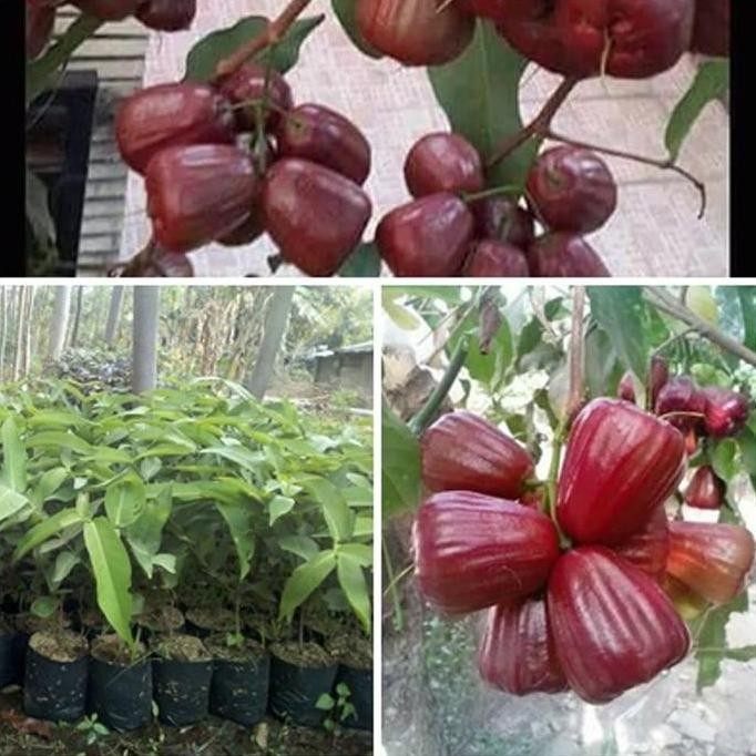 

Terlaris Bibit Jambu Dalhari