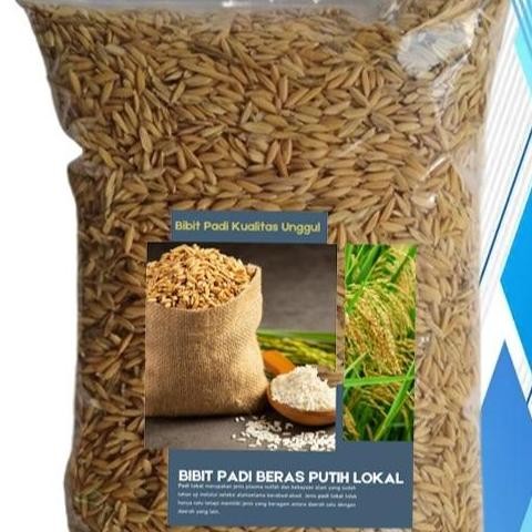 

Terlaris Benih Padi Gogo Kualitas Unggul Siap Tanam Di Darat Dan Sawah Bibit Padi Huma Lokal Kuning Putih