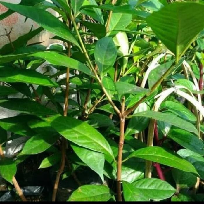 

Terlaris Bisa Cod Bibit Pohon Salam / Daun Salam