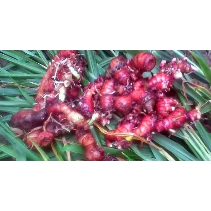 

Terlaris Jahe Merah Atau Bibit Jahe Merah 1Kg By Argoplantbag