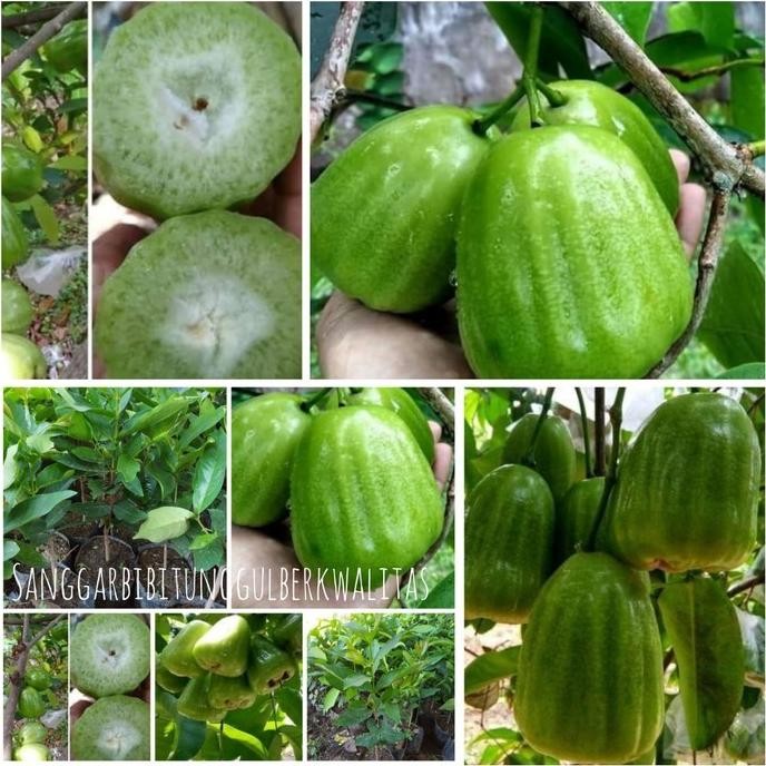 

Terlaris Bibit Tanaman Buah Jambu Air Kiojok Hsl Okulasi Cpt Berbuah.