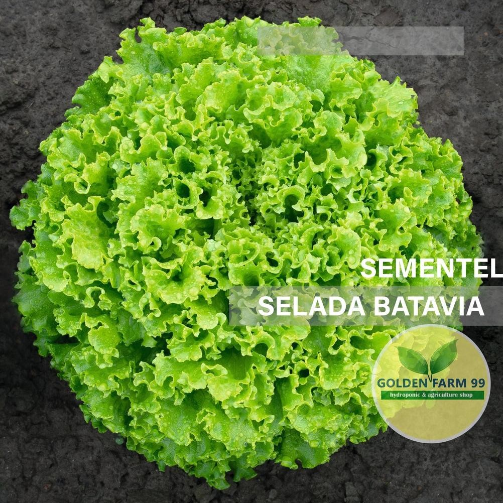 WK Benih selada BATAVIA BEJO SEMENTEL Kemasan 100 pil