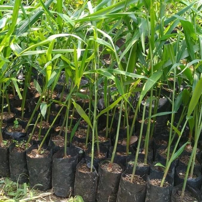 

Terlaris Bibit Tanaman Jahe Gajah By Argoplantbag