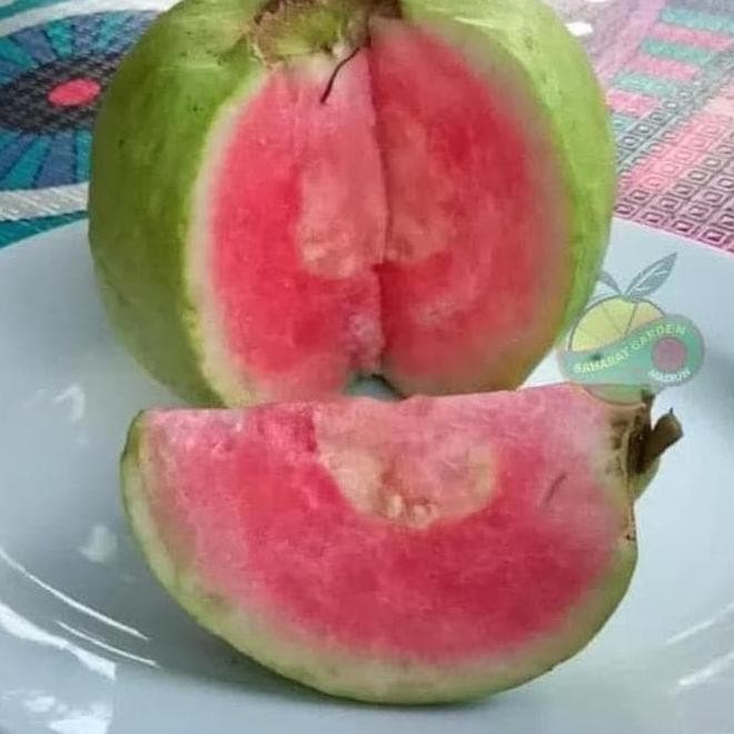 

Terlaris Dm19 Bibit Buah Jambu Import Red Diamond @_# K0D