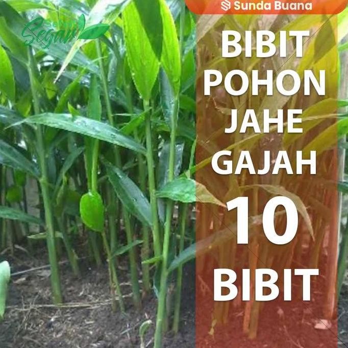 

Terlaris 10 Bibit Tanaman Jahe Gajah Sudah Tumbuh Kualitas Unggul