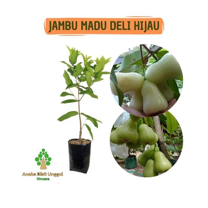 

Terlaris Bibit Jambu Madu Deli Hijau Aneka Bibit Unggul