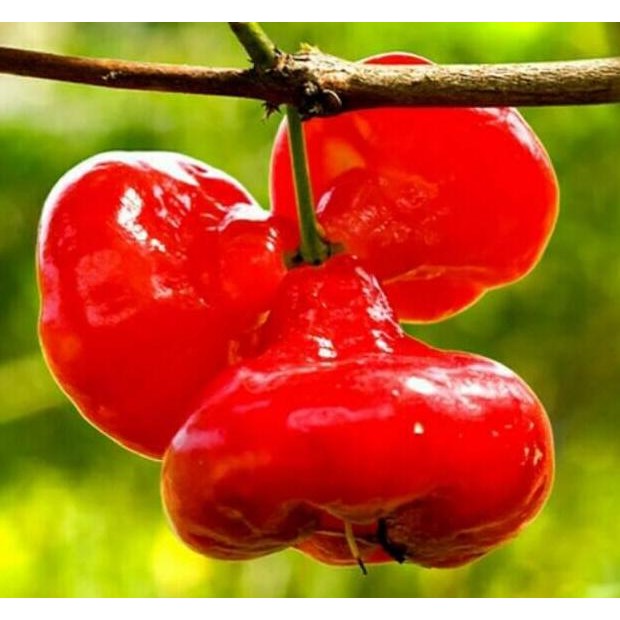 

Terlaris Jambu Air Kancing Merah / Bibit Tanaman Hidup Buah Unggul