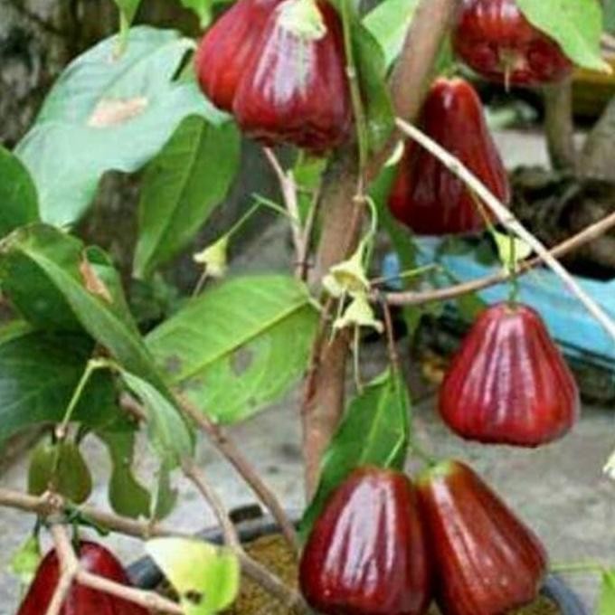 

Terlaris Promo Murah Bibit Jambu Air Madu Merah Siap Berbuah