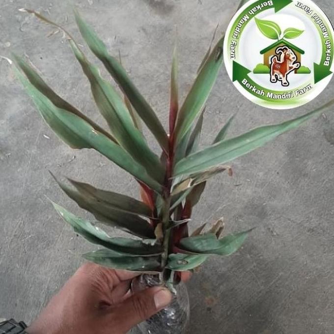 

Terlaris Bibit Tanaman Obat Herbal Jahe Ungu / Wulung Unik Dan Langka