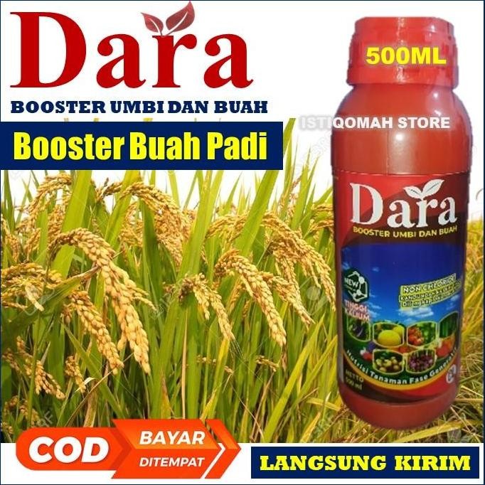 

Terlaris Booster Buah Padi Dara 500Ml Obat Pengisian Bulir Padi - Obat Bulir Buah Padi - Obat Padi Obat Buah Padi - Obat Penambah Bobot Padi - Obat Buah Padi Ber Bobot - Obat Penambah Berat Padi - Obat Semprot Padi Yang Bagus Ampuh Murah Terlaris