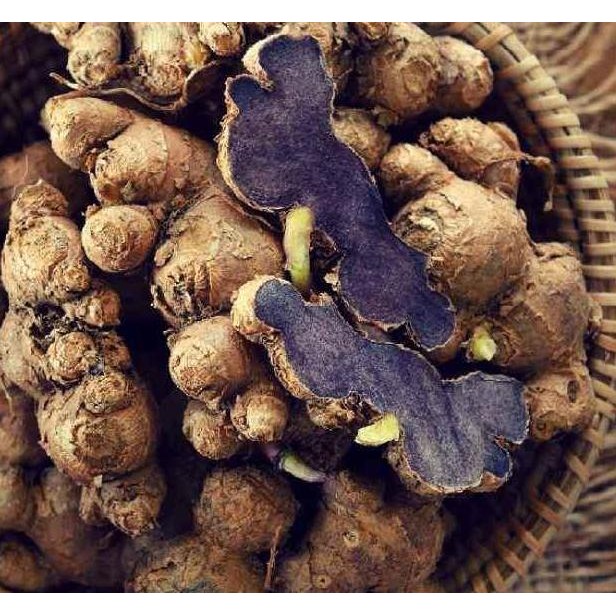 

Terlaris Bibit Jahe Wulung / Jahe Hitam