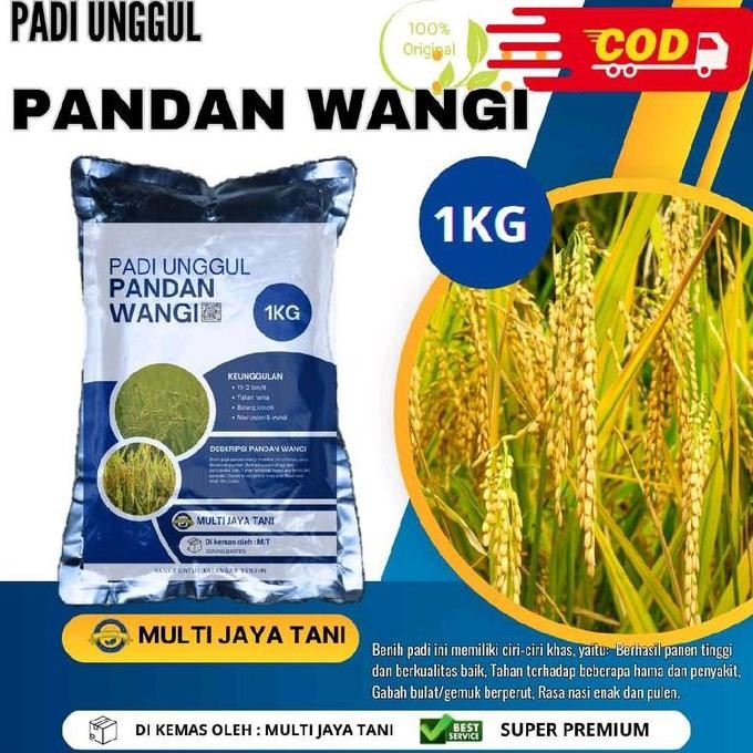 

Terlaris Benih Padi Pandan Wangi 1Kg - Kualitas Premium