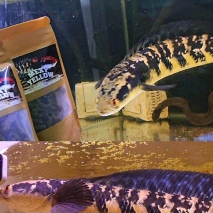 Terlaris Pelet Mexy Yellow Mempertegas Batik Dan Bunga Pada Channa Maru Makanan Ikan Gabus Peliharaa