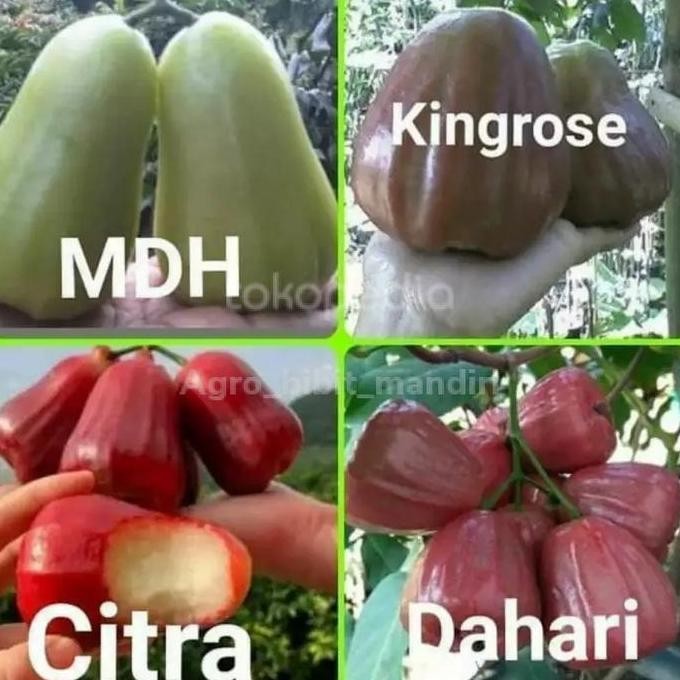 

Terlaris Paket Hemat 4 Bibit Buah Jambu Air Kualitas Unggul