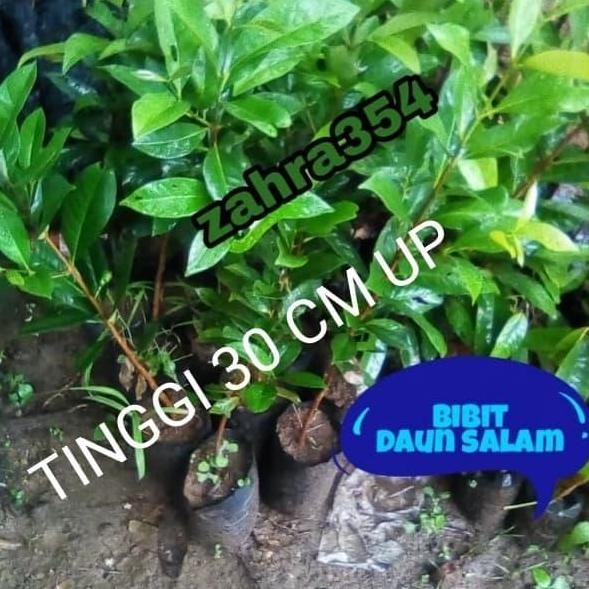 

Terlaris Bibit Daun Salam Tinggi 30Cm / Bibit Salam / Daun Salam
