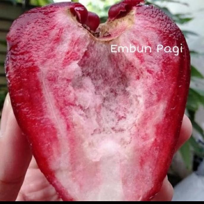 

Terlaris Bibit Tanaman Buah Jambu Air Dalhari Tanpa Biji Super Unggul