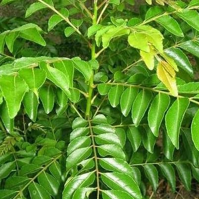 

Terlaris Terlaris!! Bibit Tanaman Pohon Salam Koja Bibit Daun Salam Koja Bibit