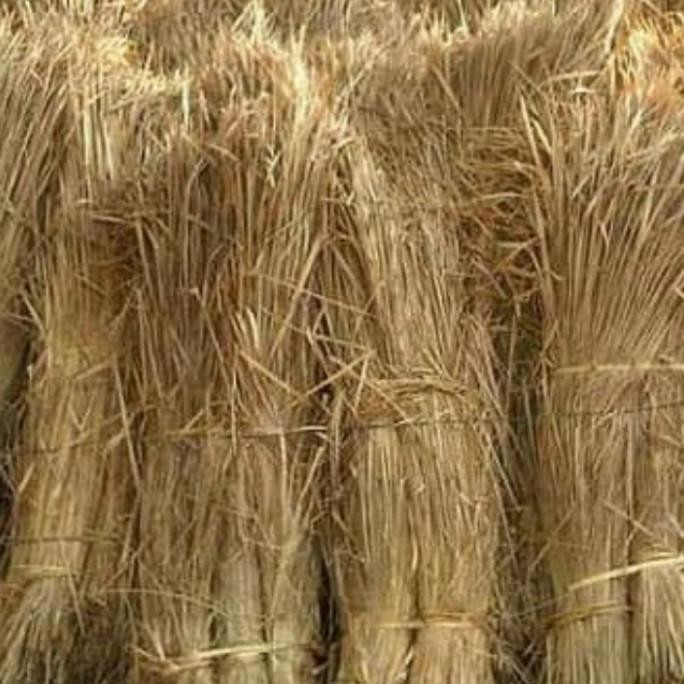 

Terlaris Jerami Padi Kering Per 10Kg - Kerajinan - Media Tenak - Jerami Padi