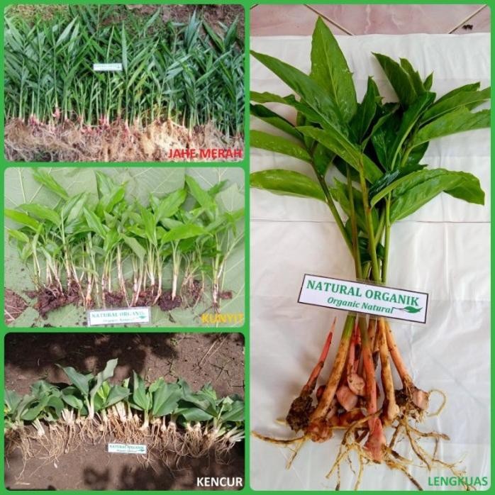 

Terlaris Premium ! Paket Hemat 4 Bibit Rempah Rempah Jahe Kunyit Kencur Lengkuas Original 100%