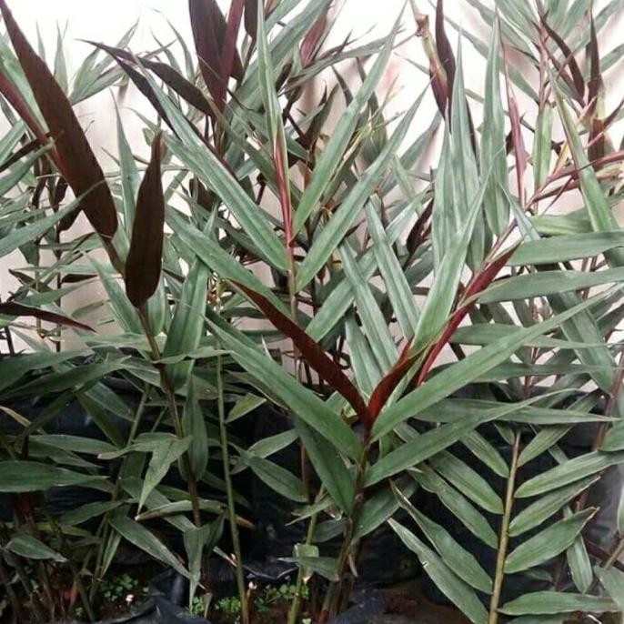 

Terlaris Terbaru, Bibit Jahe Hitam Wulung Original