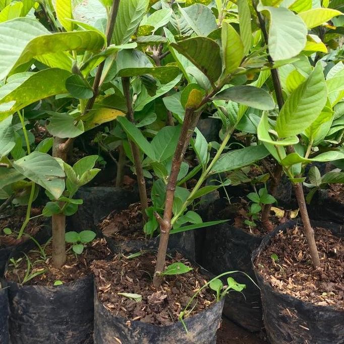 

Terlaris Bibit Pohon Jambu Cristal Fress Cangkok Putih. Tanpa Biji..Pohon