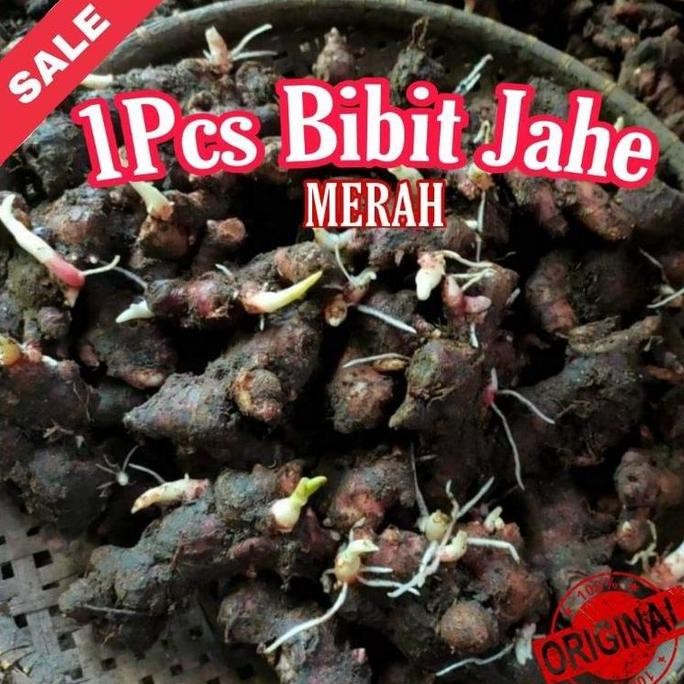 

Terlaris 1 Pcs Bibit Jahe Merah / Benih Jahe Merah Organik Bertunas / Benih