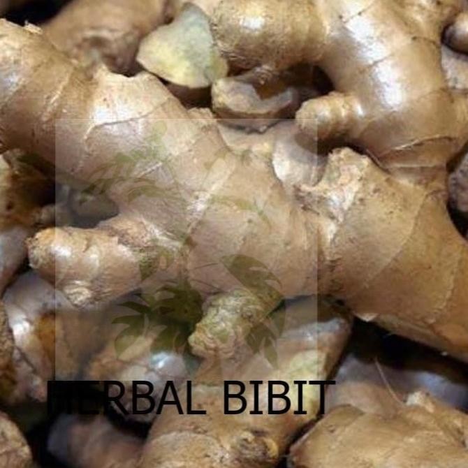 

Terlaris Bibit Jahe Gajah Rimpang / Umbi Kwalitas Unggul 1000Gr By Argoplantbag