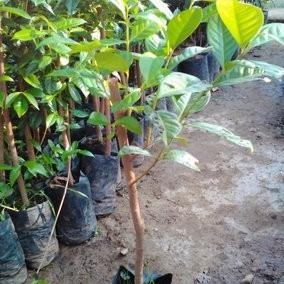 

Terlaris Bibit Daun Salam Gwyhey 6579Ts