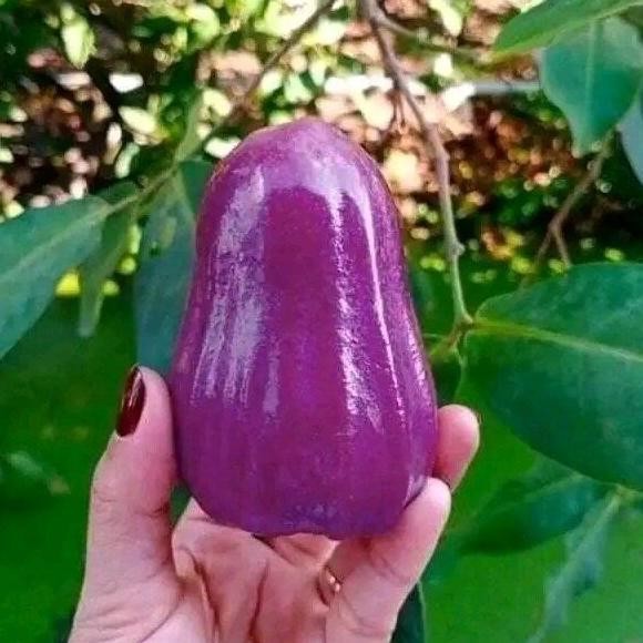 

Terlaris Bibit Jambu Air Ungu Memiliki Rasa Buah Yang Manis Dan Bertekstur Renyah Dan Memiliki Warna Buah Yang Berwarna Ungu Jambu Ini Jarang Ditemui Orang. Hasil Okulasi Sudah Berbuah Silakan Di Cekout