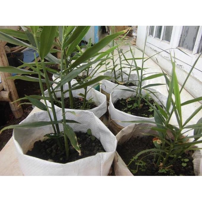 

Terlaris Paket Bibit Jahe Merah / Bibit + Polibag