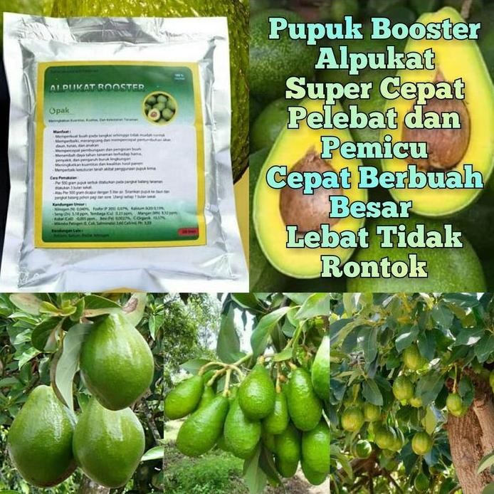 

Terlaris Pupuk Pelebat Buah Alpukat Dan Booster Alpukat Agar Lebih Cepat Berbuah Pupuk Alpukat Pupuk Booster Alpukat Pupuk Tanaman Buah Alpukat Pupuk Perangsang Buah Alpukat Pupuk Organik Alpukat Pupuk Hormon Alpukat Pupuk Organik Penyubur Tanaman Alpukat