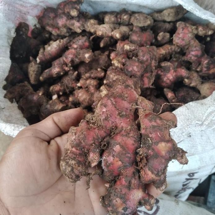

Terlaris Bibit Jahe Merah Super