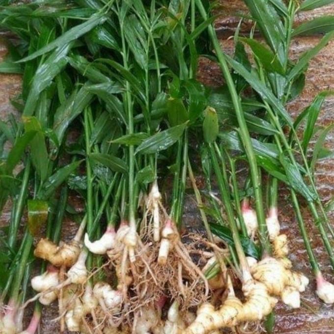 

Terlaris Bibit Jahe Emprit,Merah,Gajah Super Tanaman Herbal Benih - Jahe Merah