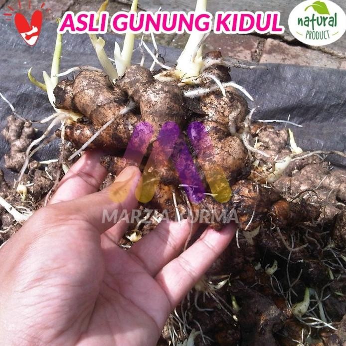 

Terlaris Wow Bibit Jahe Emprit Gunung Merapi 1Pcs 1000 - Bibit Super