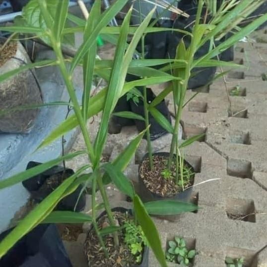 Terlaris Bibit Pohon Jahe Merah-Tanaman Herbal/Jahe Merah Eeee
