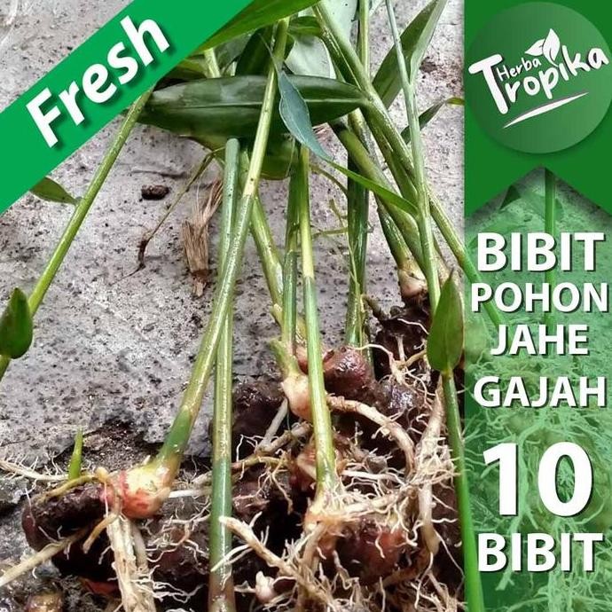 

Terlaris 10 Bibit Tanaman Jahe Gajah Sudah Tumbuh Kualitas Unggul Toko Herba Tropika