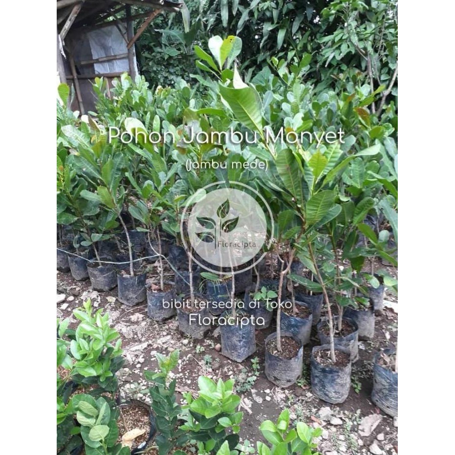 

Terlaris Terlaris Pohon Jambu Mete Bibit Buah Mede Jambu Monyet Langka Nnn