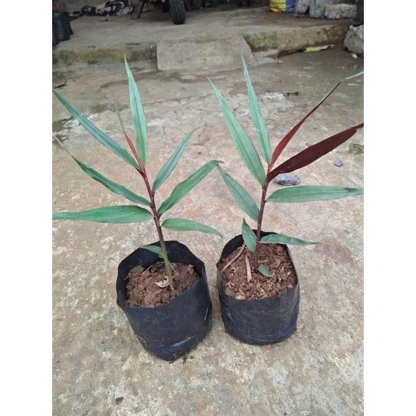 

Terlaris Tm" Bibit Jahe Wulung / Jahe Hitam / Tanaman Herbal Jahe Wulung Jahe Hitam