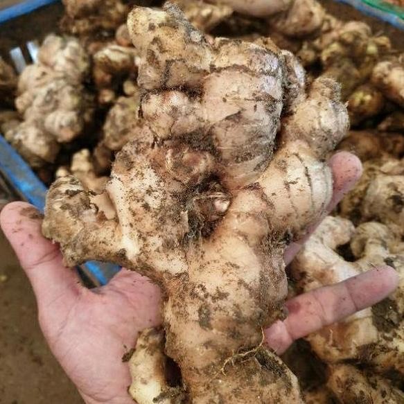 

Terlaris Bibit/Rimpang Jahe Gajah Termurah