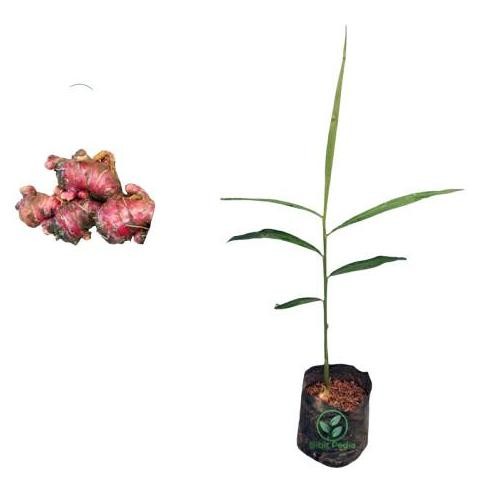 

Terlaris Bibit Pohon Jahe Merah Sunti Super Siap Tanam
