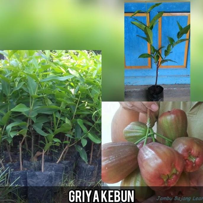 

Terlaris Bibit Buah Jambu Air Bajang Leang