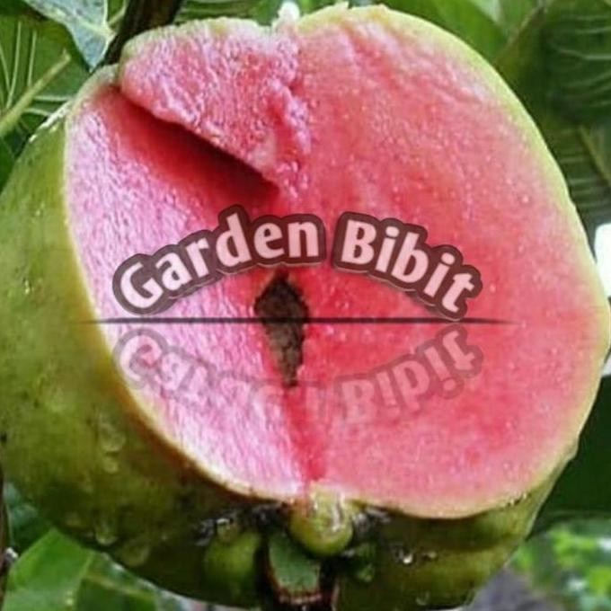

Terlaris Terlaris Bibit Buah Jambu Kristal Merah Siap Berbuah