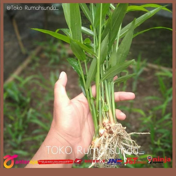 

Terlaris Bibit Jahe Emprit Organik-Bibit Pohon Jahe Unggul - Bibit Tanaman Jahe