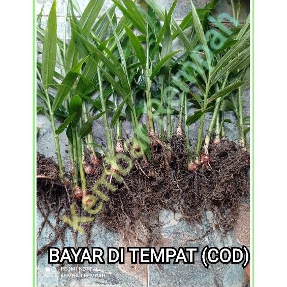 

Terlaris New-Bibit Jahe Merah Super Siap Tanam