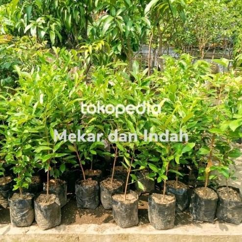 

Terlaris New Bibit Pohon Salam Bumbu Dapur Daun Masakan