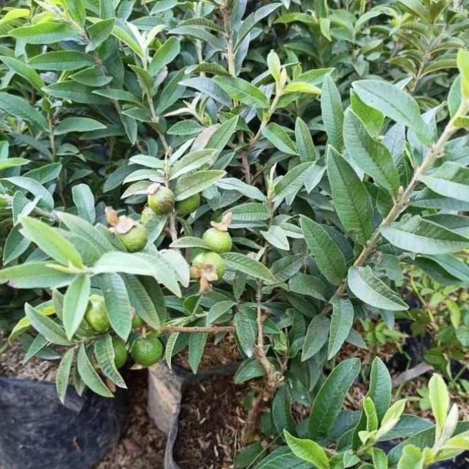 

Terlaris Bibit Jambu Kristal Berbuah Lebat Tinggi 80 Cm
