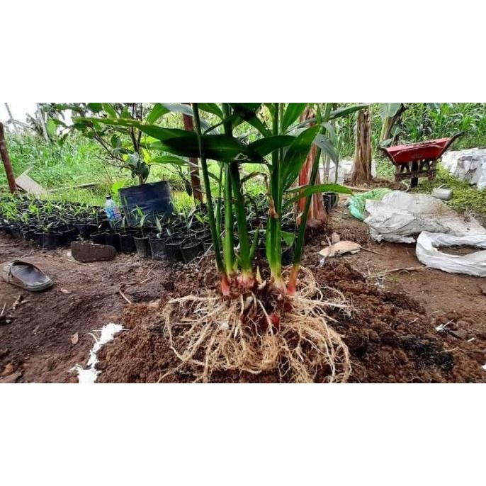 

Terlaris Bibit Tanaman Jahe Merah Unggul (Cabutan) - Harga Murah