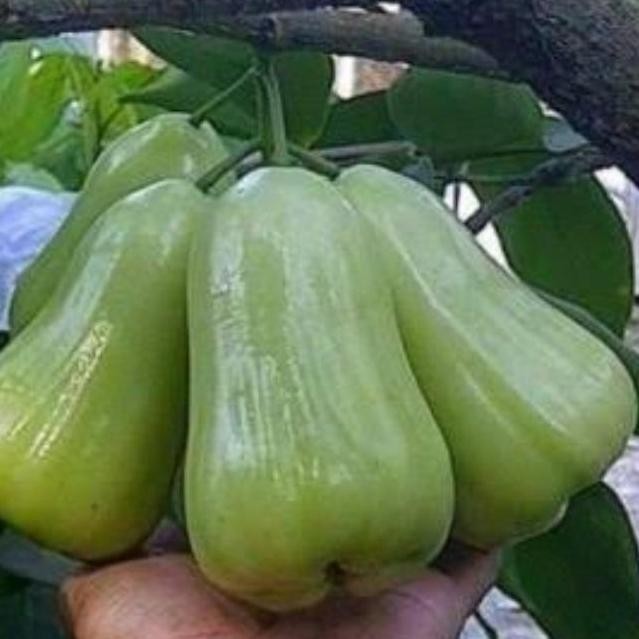 Terlaris Bibit Jambu Madu Deli Terbaik | Jambu Madu Deli Termanis
